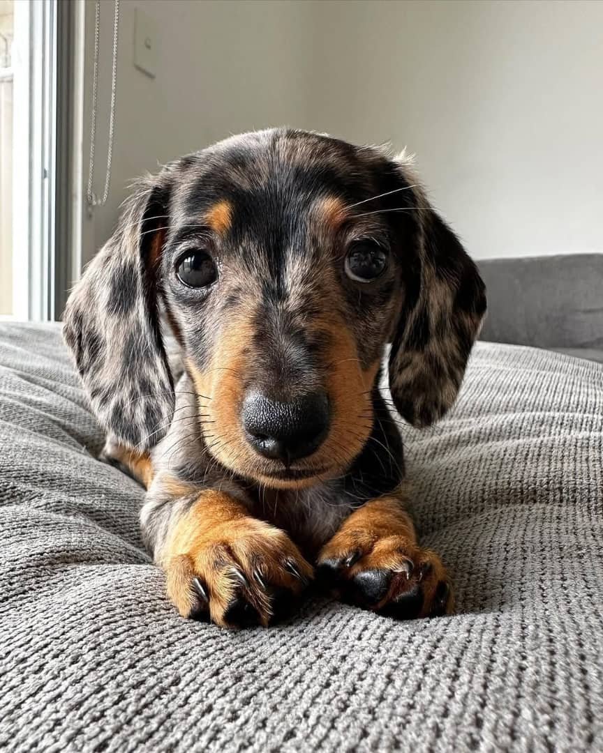 Miniature Dachshund Puppies