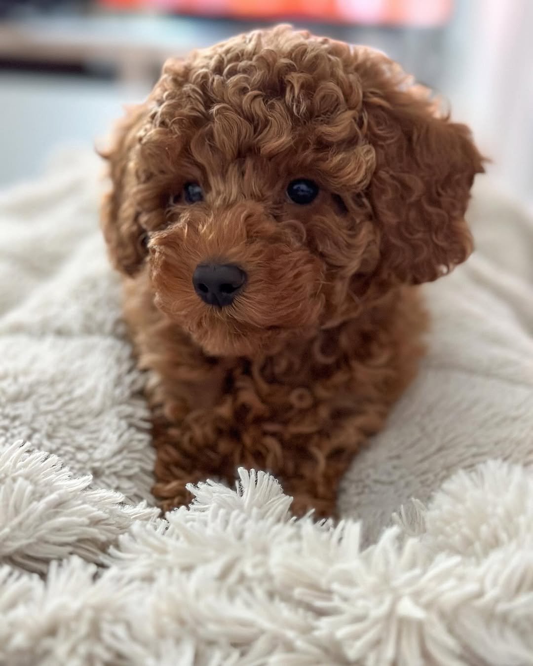 Poodles Puppies